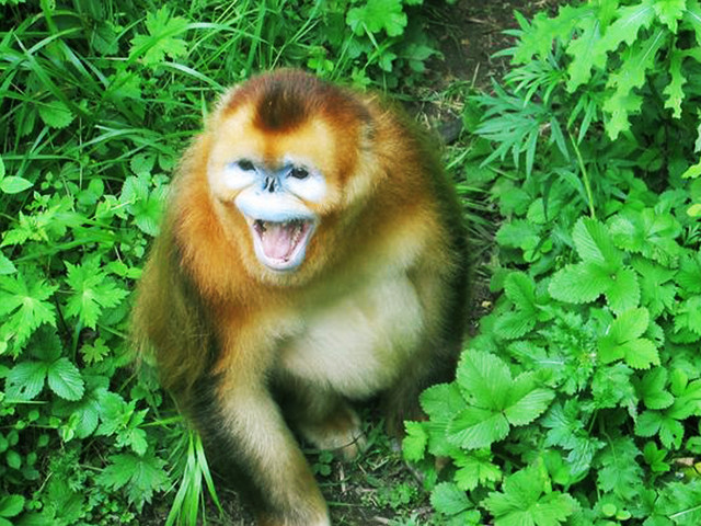 宜昌神農架旅游預訂