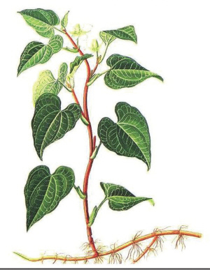 宜昌美食小吃推薦 宜昌美食小吃推薦