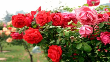 宜昌九鳳谷旅游直通車(chē)