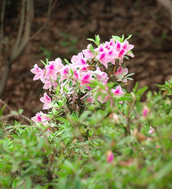 宜昌枝江旅游網(wǎng)