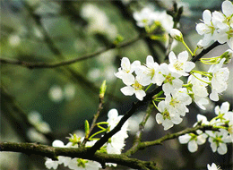 宜昌枝江旅游網(wǎng) 宜昌枝江旅游網(wǎng)