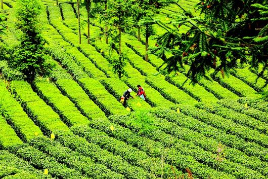 宜昌旅游特產(chǎn)