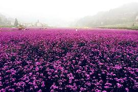 宜昌秭歸旅游攻略