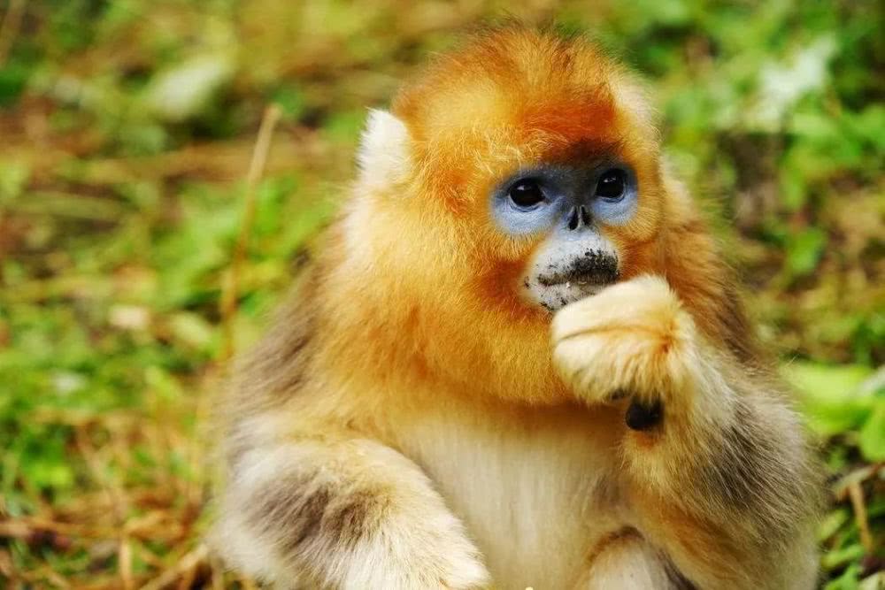 宜昌神農(nóng)架旅游攻略