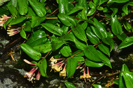 宜昌研學(xué)旅游基地