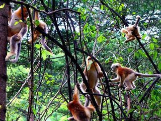 宜昌神農架旅游直通車