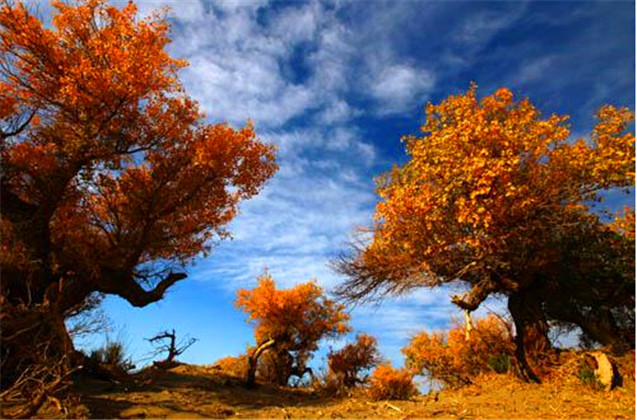 西北金塔胡楊林攻略