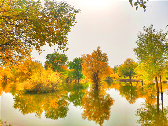 西北金塔胡楊林攻略