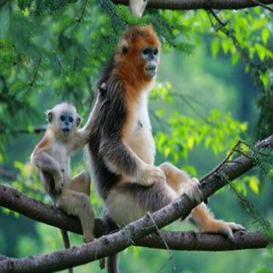 重慶到神農架+宜昌旅游動車5日游線路_重慶到湖北旅游跟團游